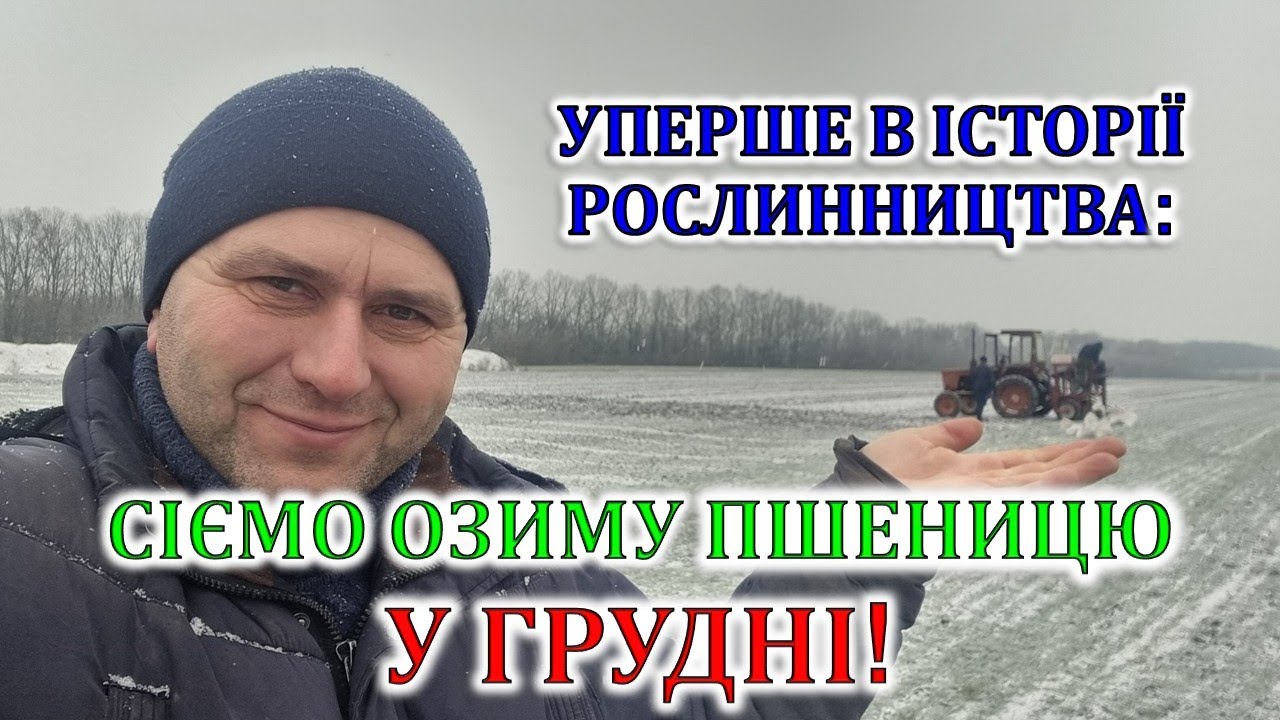 Уперше в історії рослинництва: сіємо озиму пшеницю у грудні!