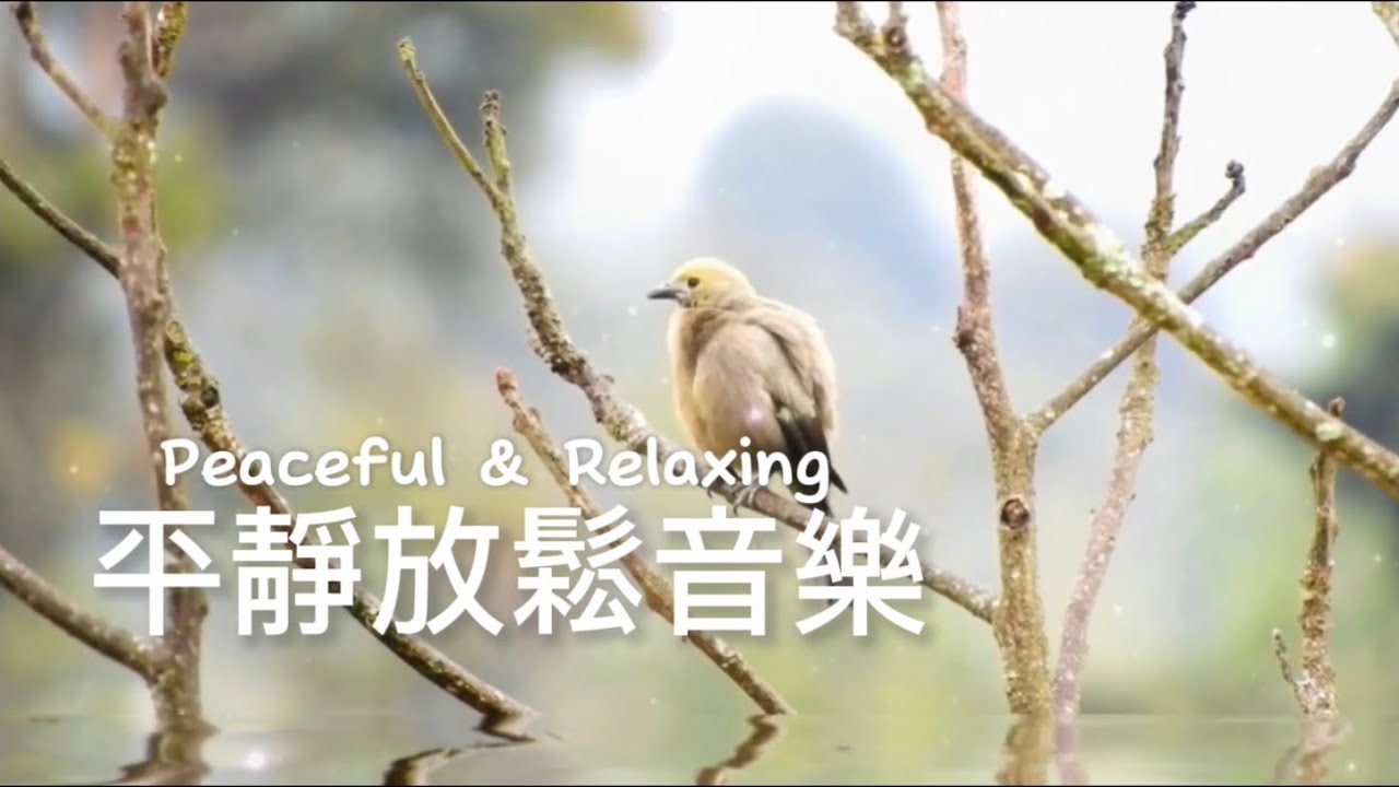 平靜放鬆音樂Peaceful & Relaxing | 清晨霧散雲開，鳥語花香，風輕水也靜，舒心寧靜的輕音樂｜#輕音樂 #早晨音樂 #放鬆 #冥想音樂 #睡眠 #softmusic 