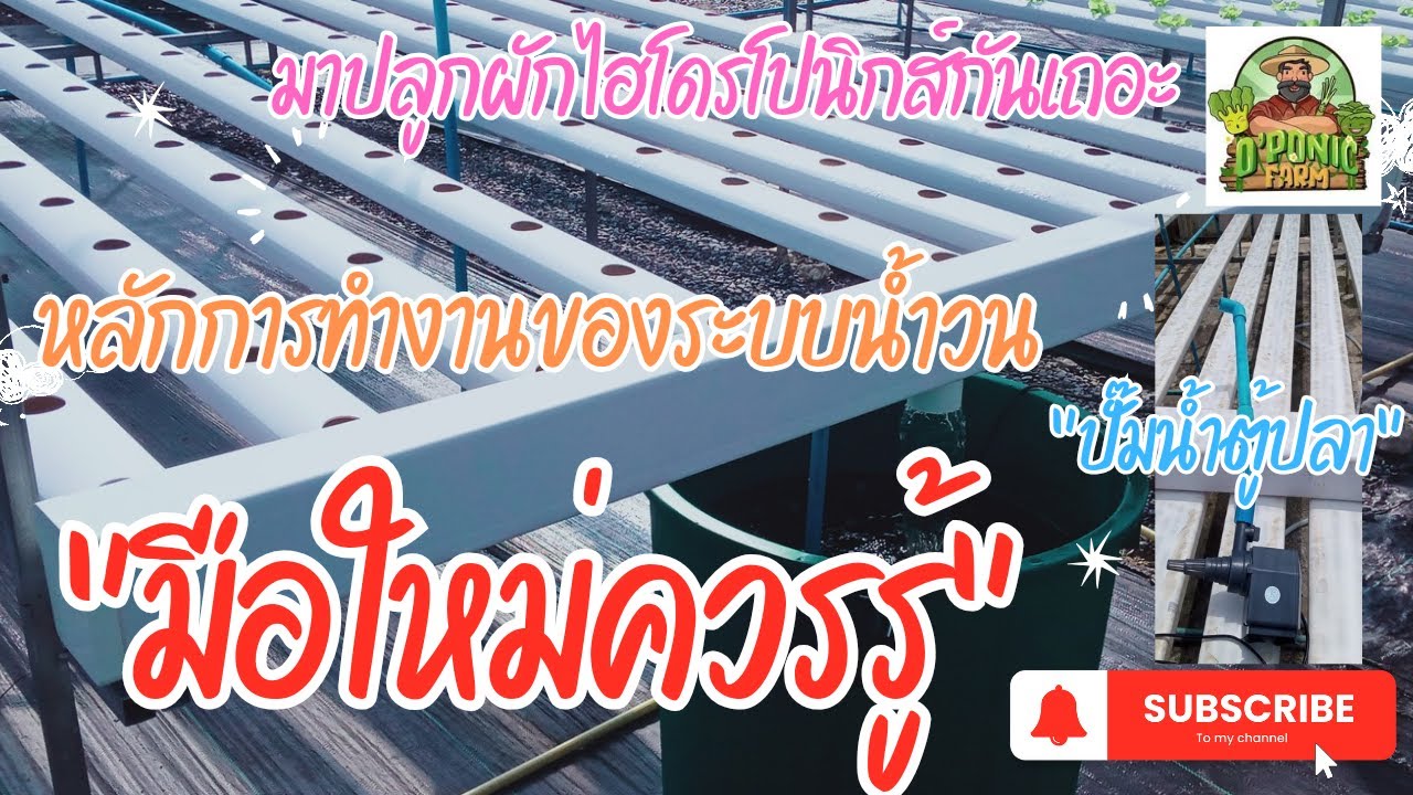 ผักไฮโดรโปนิกส์ กับหลักการทำงานของระบบน้ำวน #ผักไฮโดรโปนิกส์ #ฟาร์มผัก #โคราช