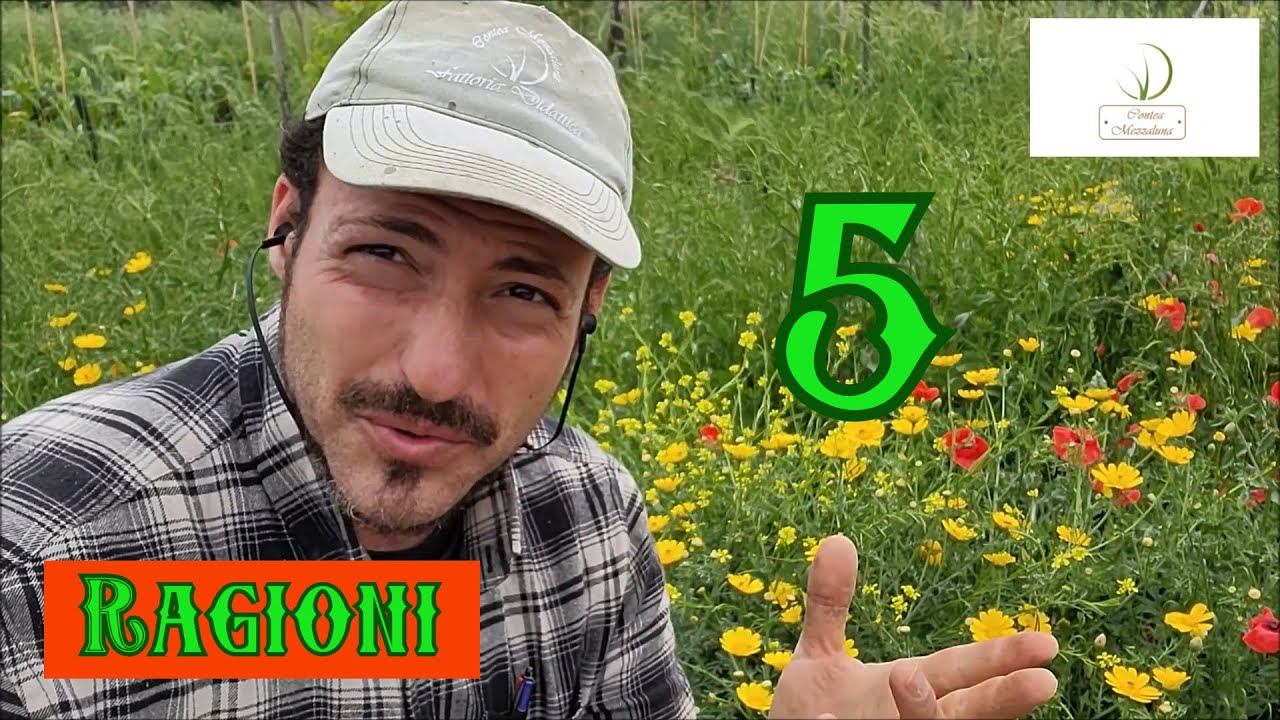 5 Buoni Motivi per NON Tagliare l'Erba