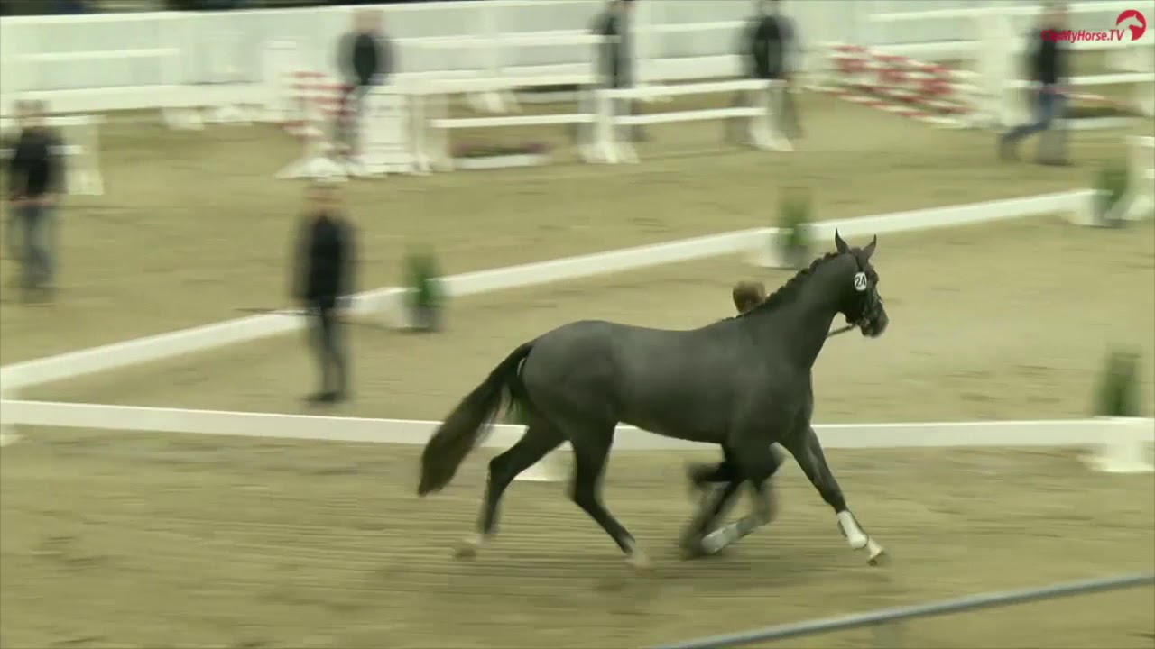 HICKSTEAD BOY by Hickstead White - Graf Top I - Stakkato