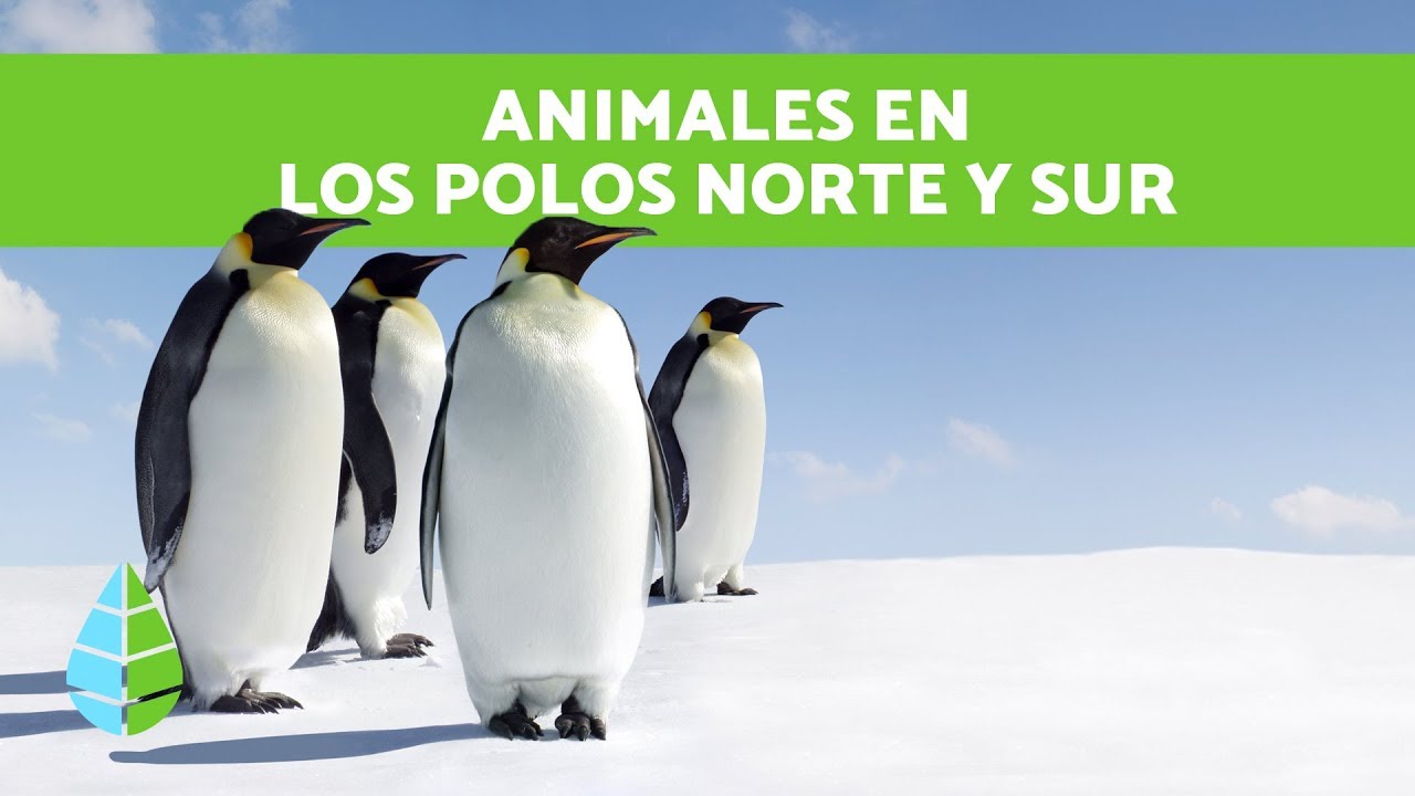 ANIMALES  del POLO NORTE y del POLO SUR - Animales de los POLOS