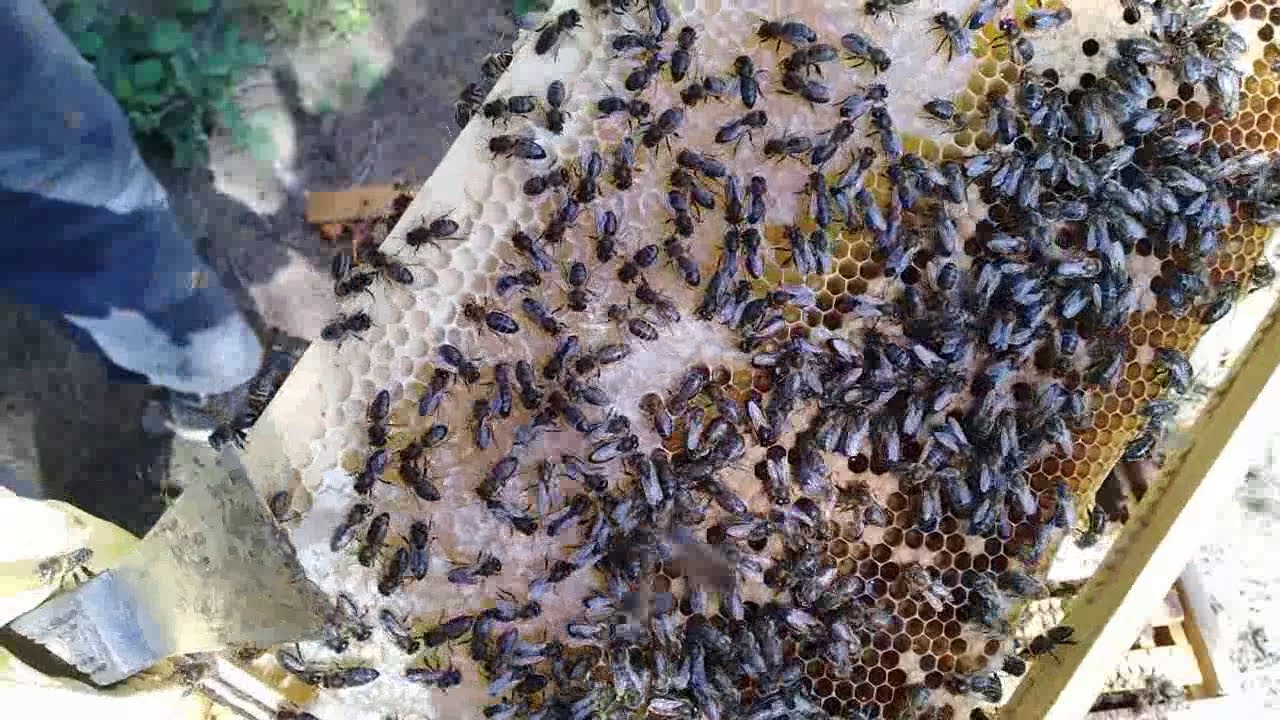 عسل كثير في صندوق التربية. هل نقوم بجنيه ؟