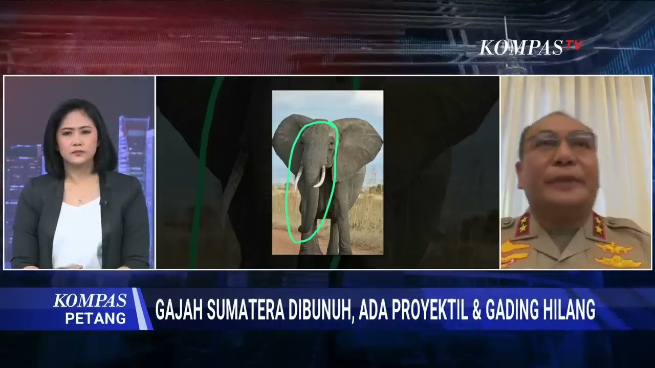 Kapolda Ungkap Fakta Baru Soal  Gajah Sumatera Ditemukan Tanpa K3p4la di Riau