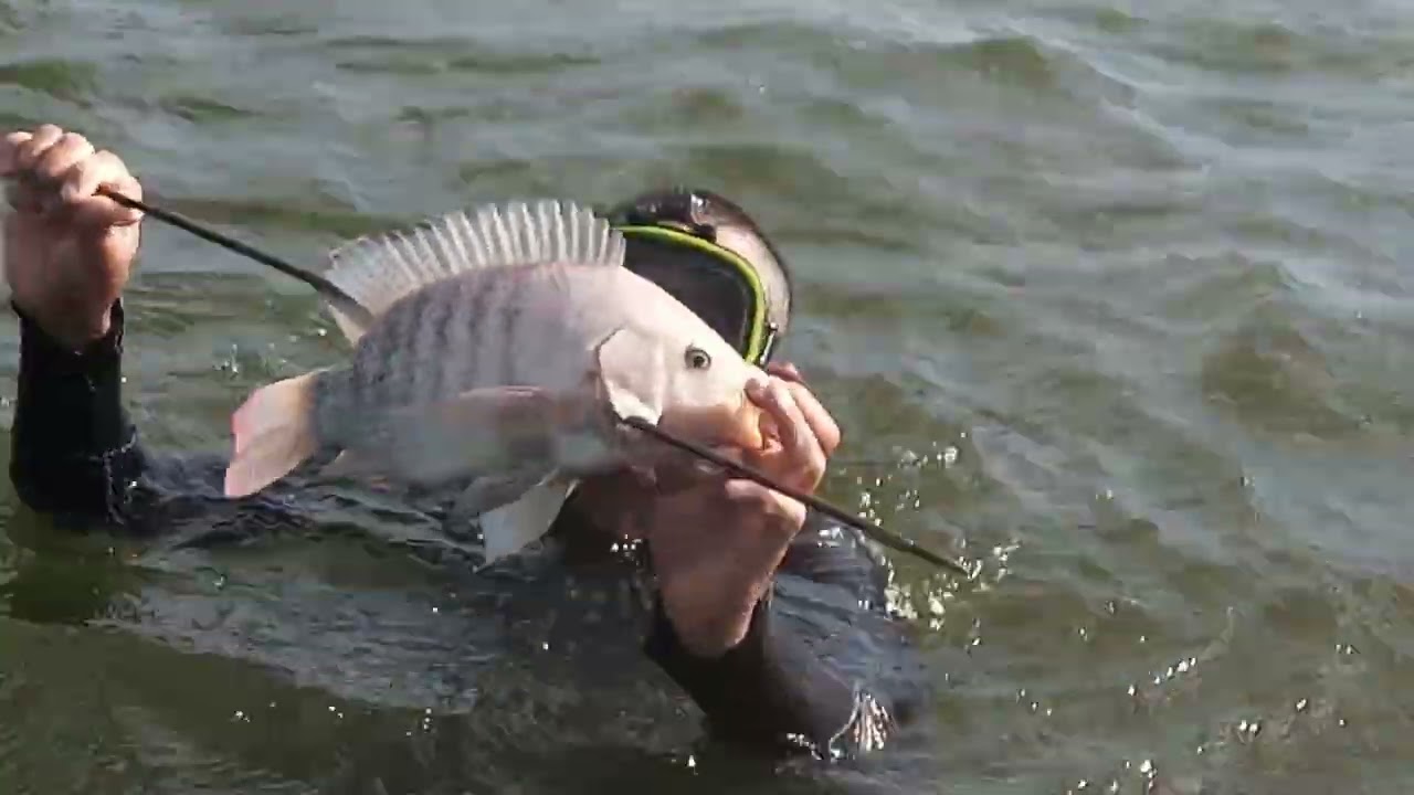pesca con arpón con nuestro amigo koki