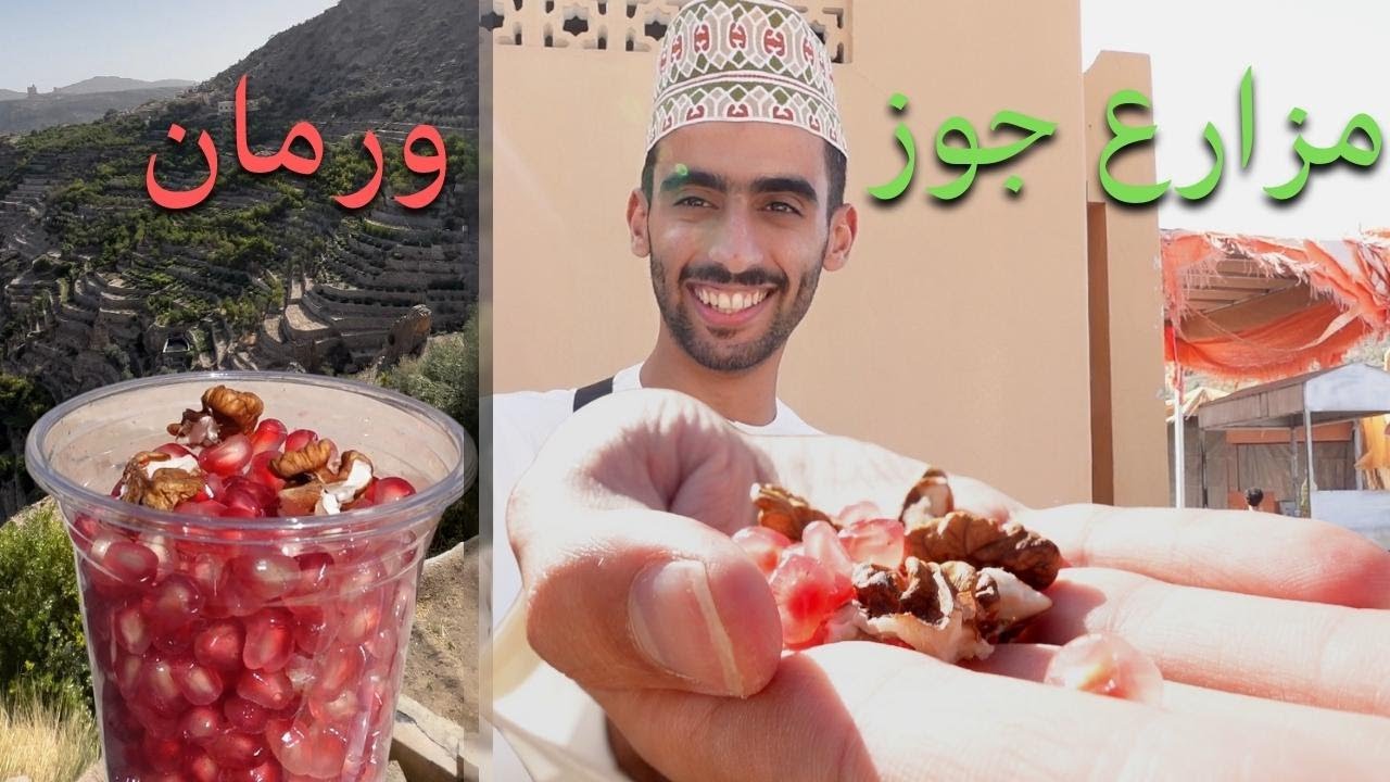 قطفت الجوز والرمان | الجبل الاخضر في عمان 🇴🇲
