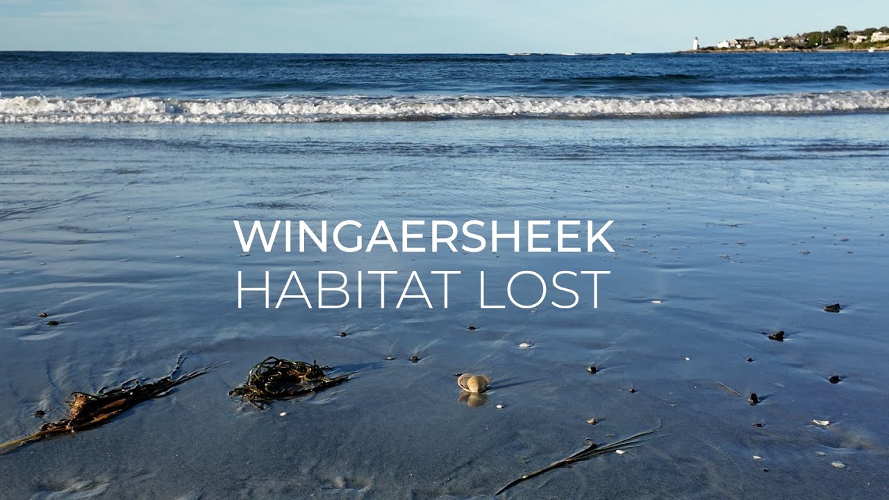 Wingaersheek: Habitat Lost