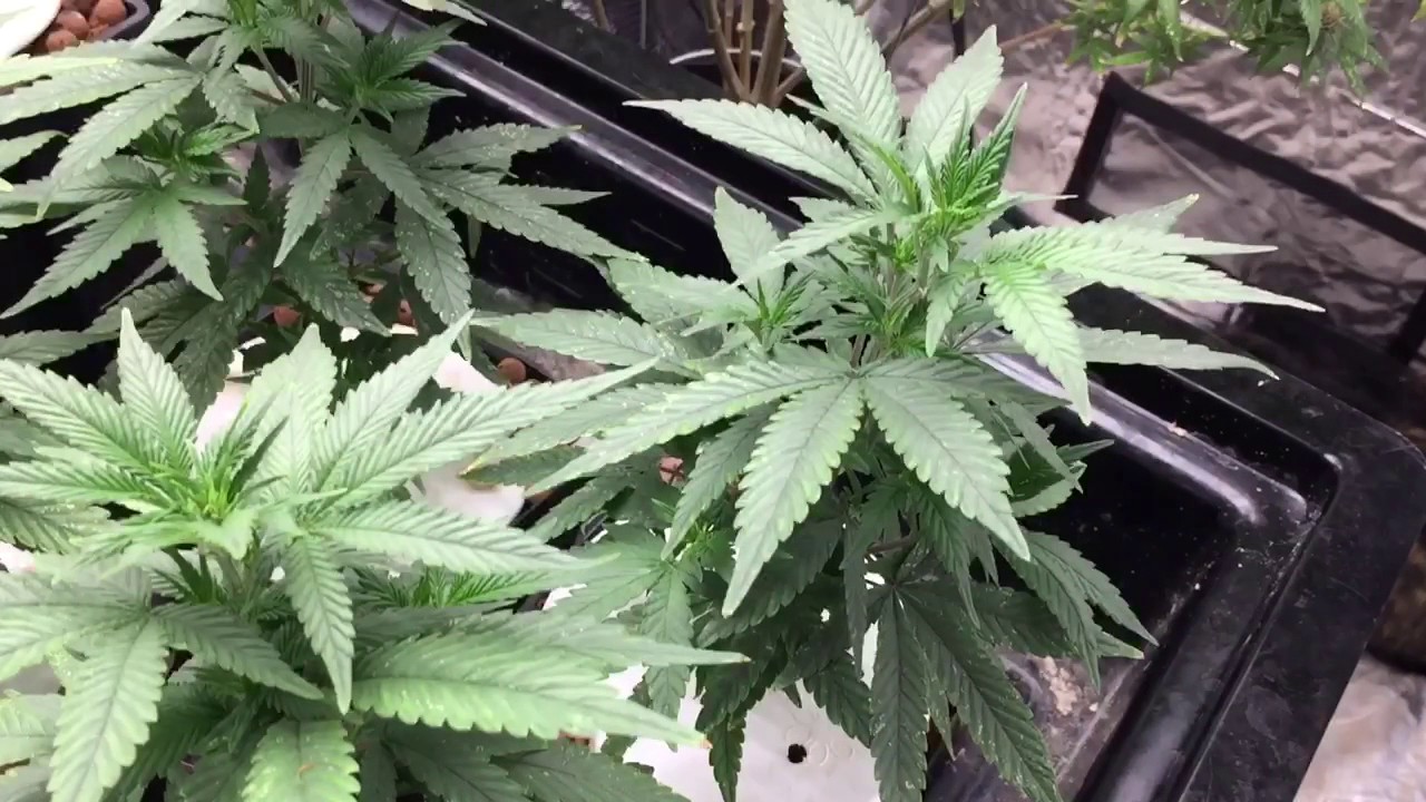 Flower 🌺 Wk1-4 (D32) BlueDream Sherbet SpydrX Plus 🕷 LED