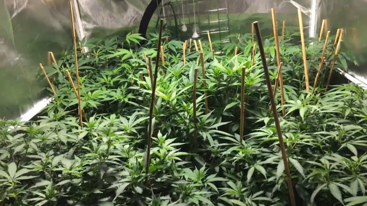 Growing Cannabis: Week 1 of Flower
