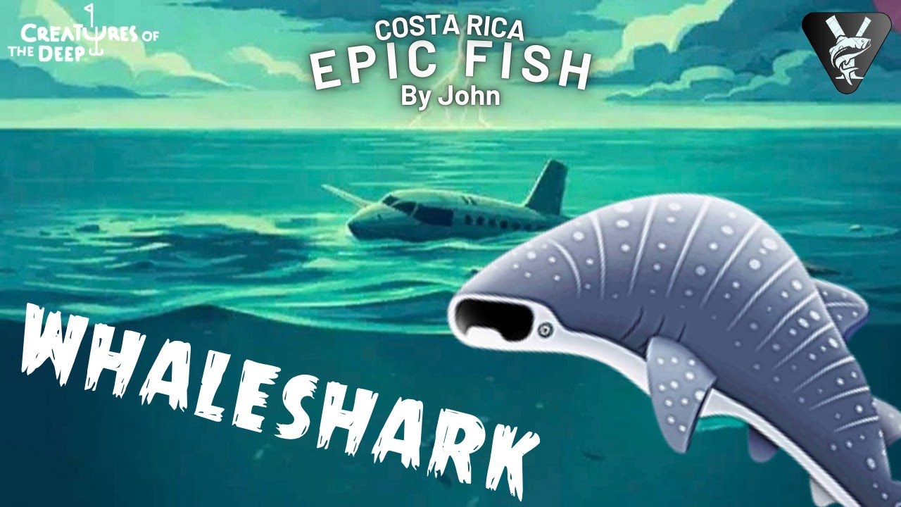 WHALE SHARK Costa Rica - Creatures Of The Deep : Fishing