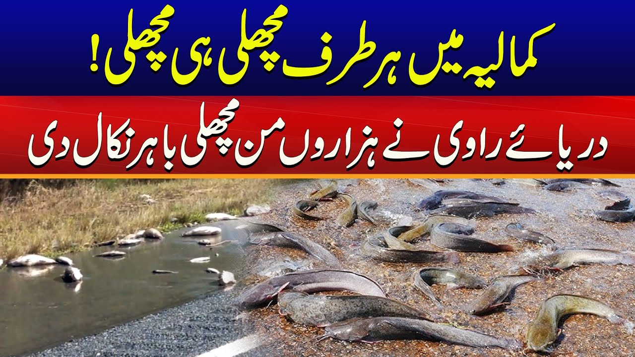 Fish Everywhere In Kamalia | Ravi River Pulls Out Thousands Kg Of Fish | City41