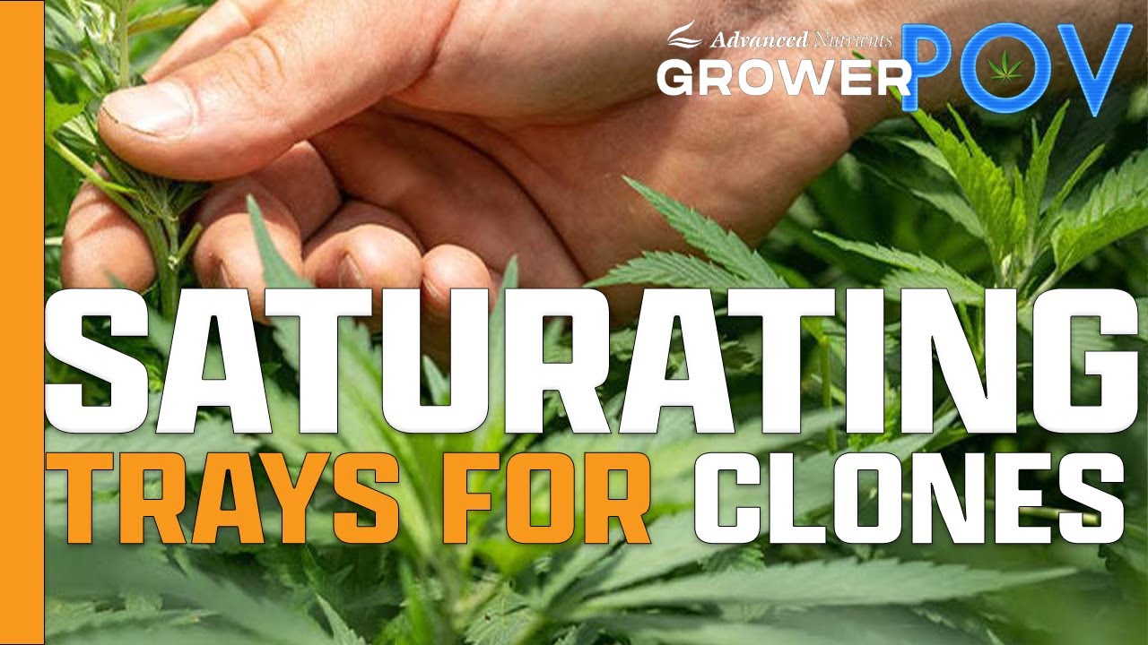 Grower POV: Saturating Trays for Clones
