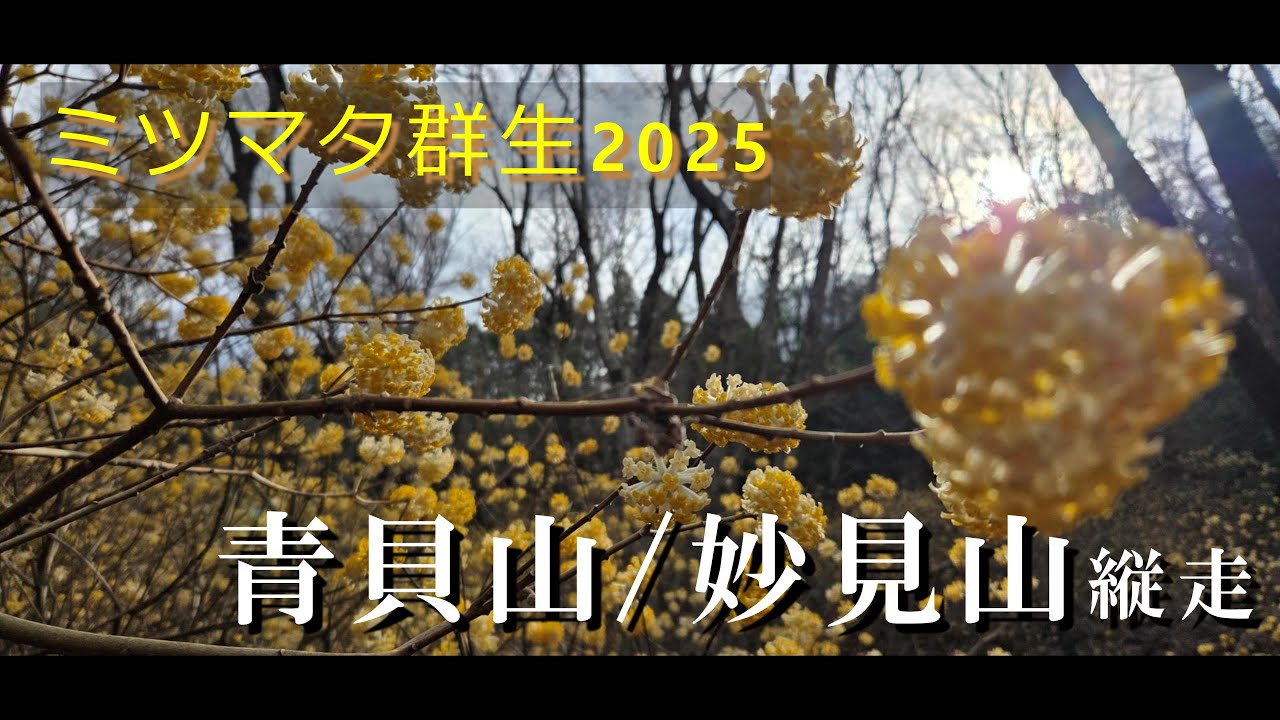 【登山】ミツマタ群生2025！黄金の春を満喫『青貝山・妙見山縦走』