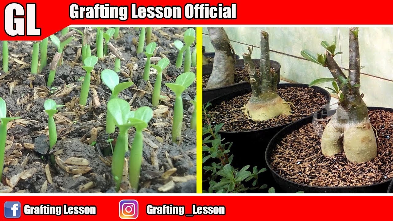 Growing Adenium From Seeds And Making Bonsai