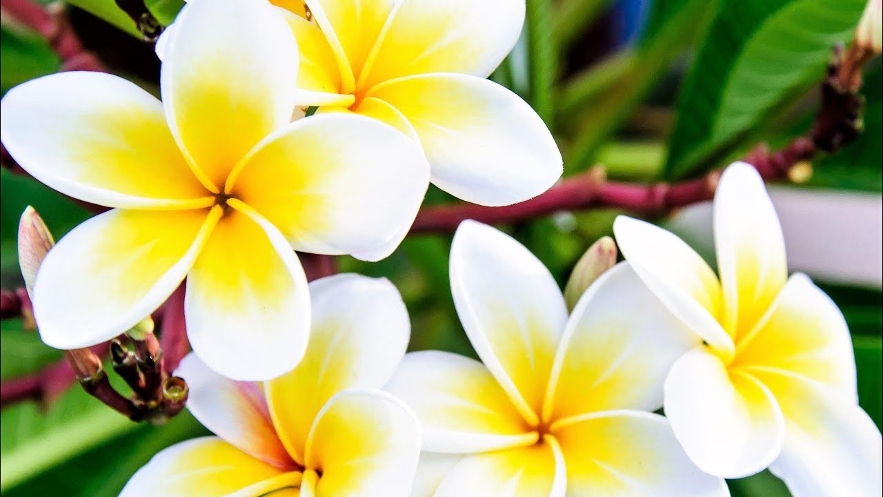 Treating root rot and regrowing roots in plumeria plant