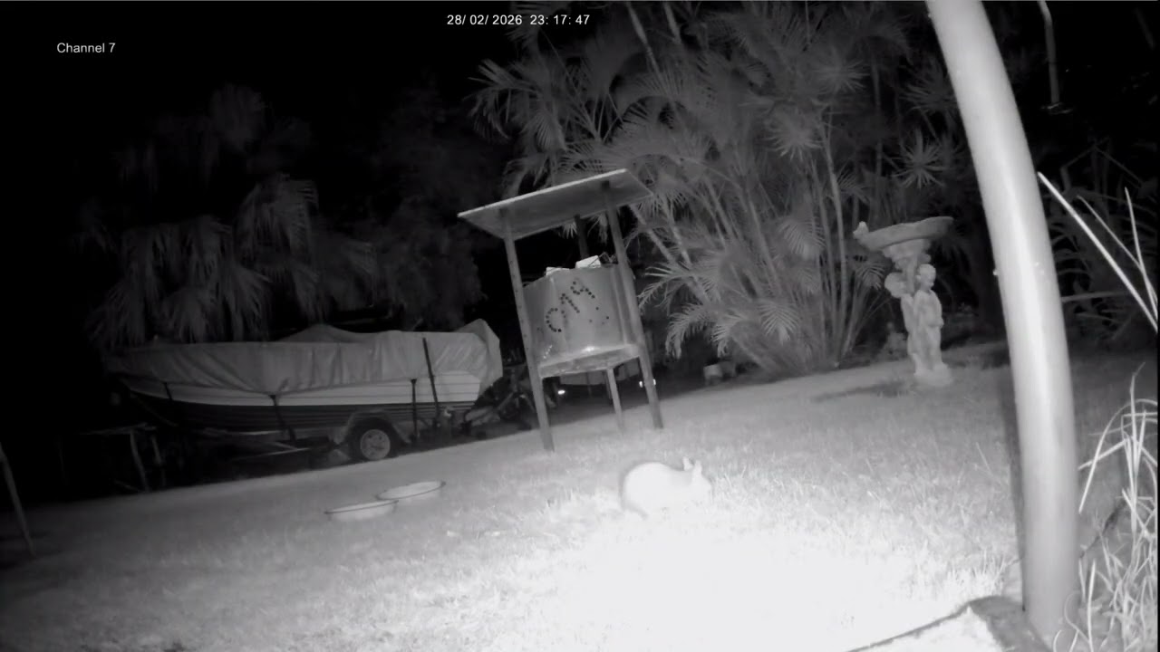 Bandicoot (Crash) Dinner time.#bandicoot #australian #crash #crashbandicoot #fun #nature #beautiful