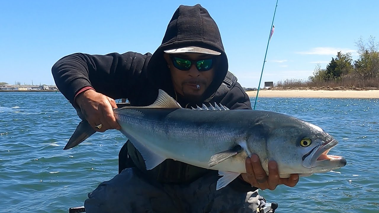 HUGE BLUEFISH & STRIPED BASS invading the bays…..Spring 2024