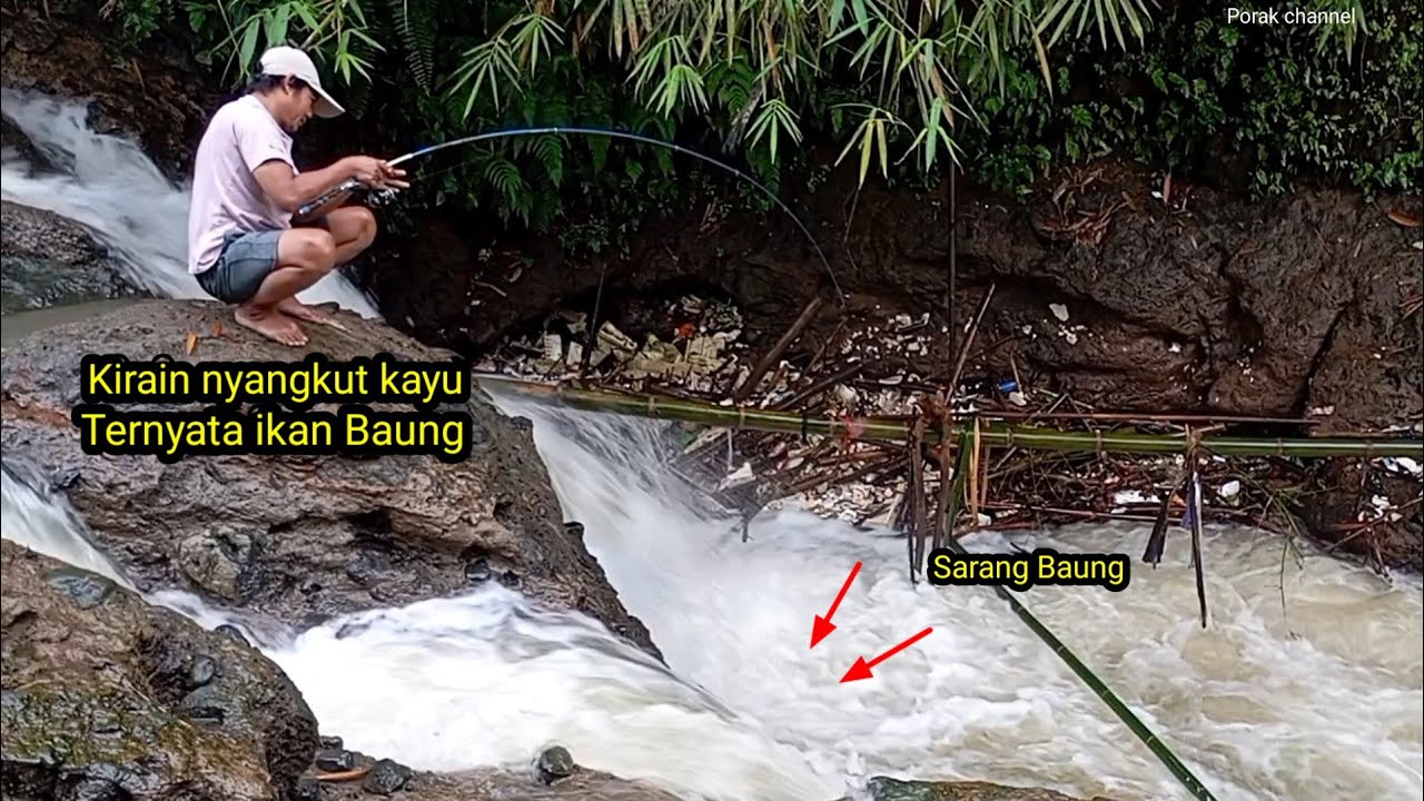 MANCING BAUNG SPOT AIR TERJUN SUNGAI BLIMBING MENGGUNAKAN UMPAN CACING MERAH