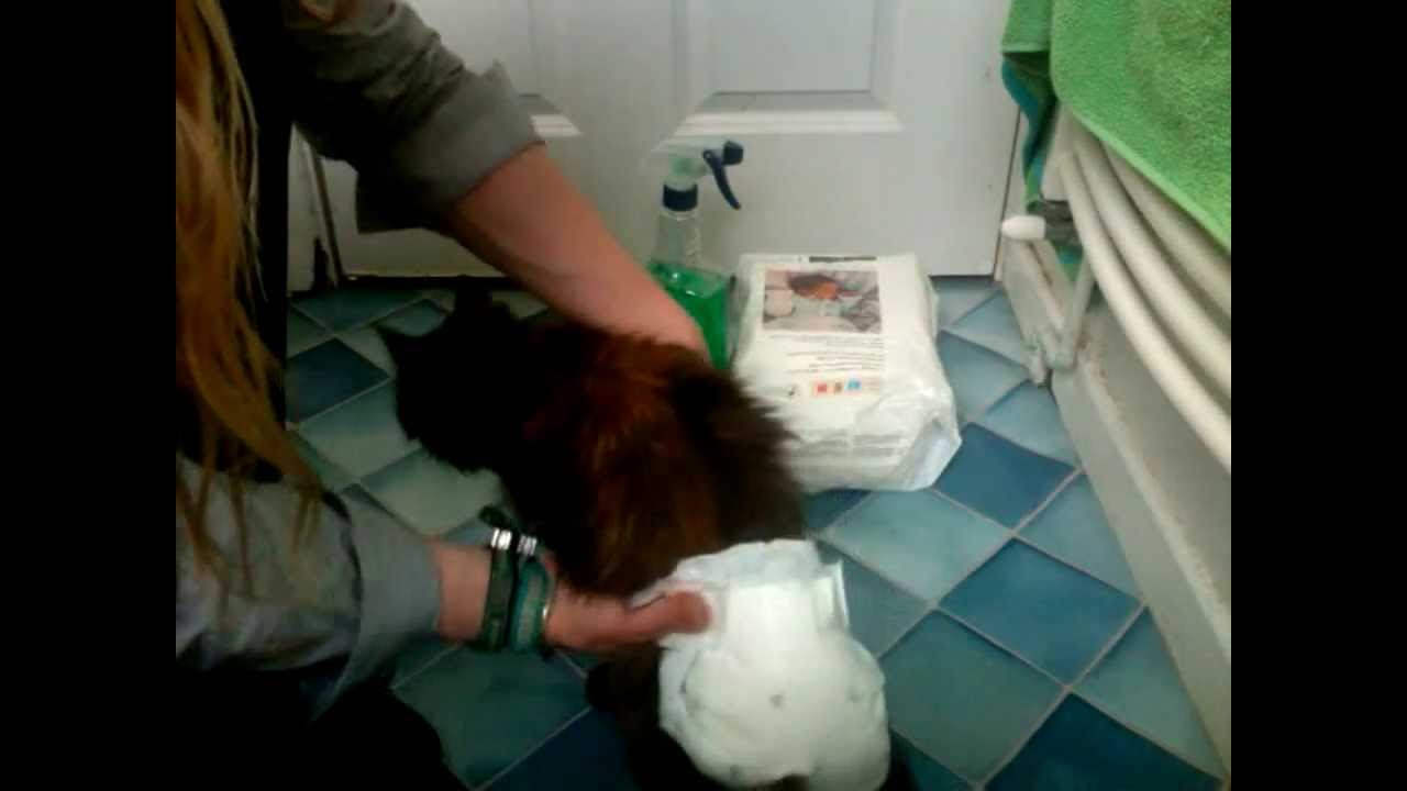 Cat Diapers