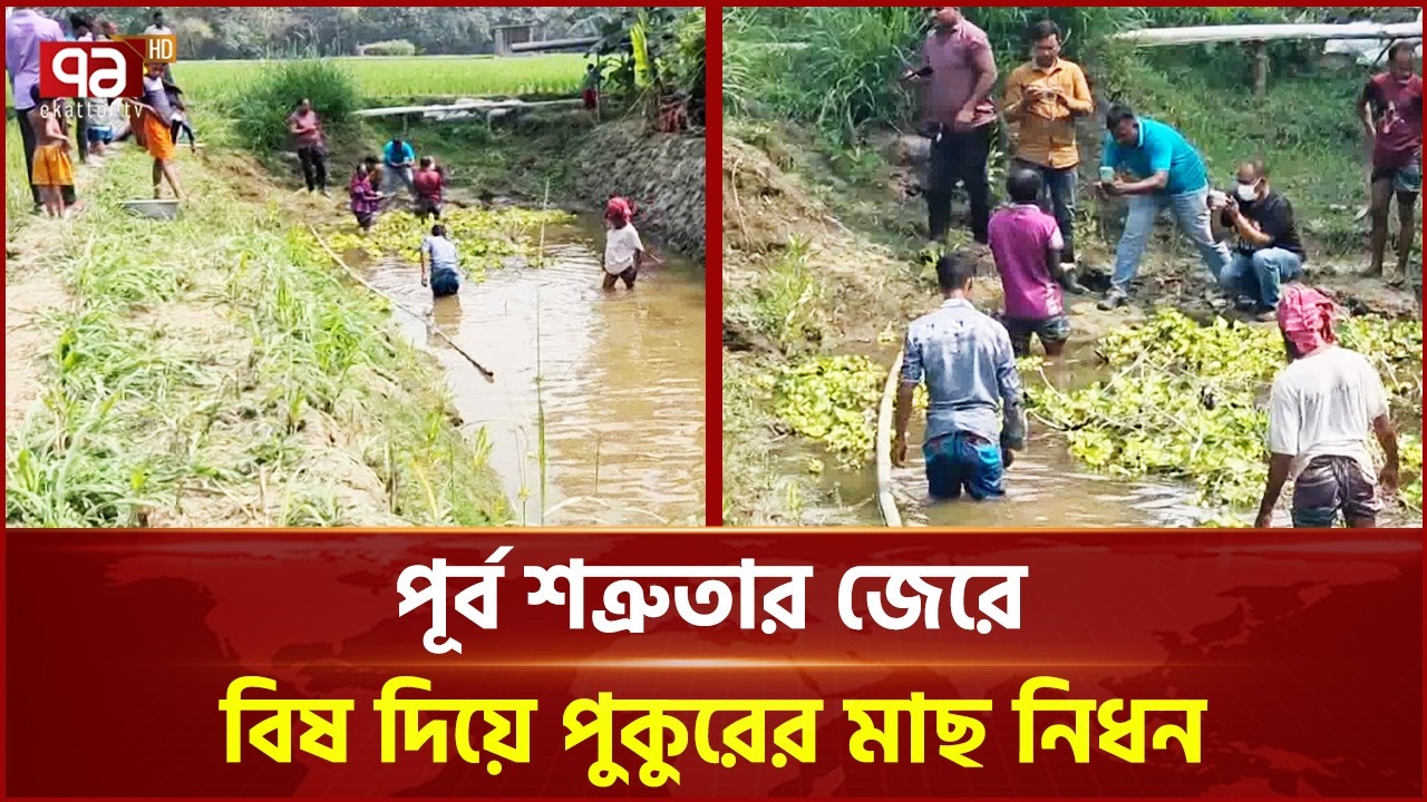 সরিষাবাড়ীতে মাছের সাথে শত্রুতা | Jamalpur | Fish | Ekattor TV