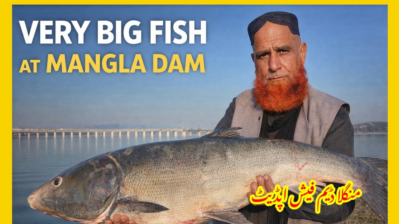 Giant Heavy Fish Caught at Mangla Dam Lake | Incredible Catch of the Day!
