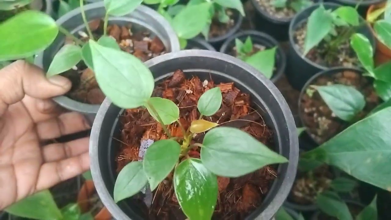 මේ වගේ ටිකක් එකතු කරගන්න ඔයත්.. පැකේජ් අංක 651 අමතන්න 076 4051703 