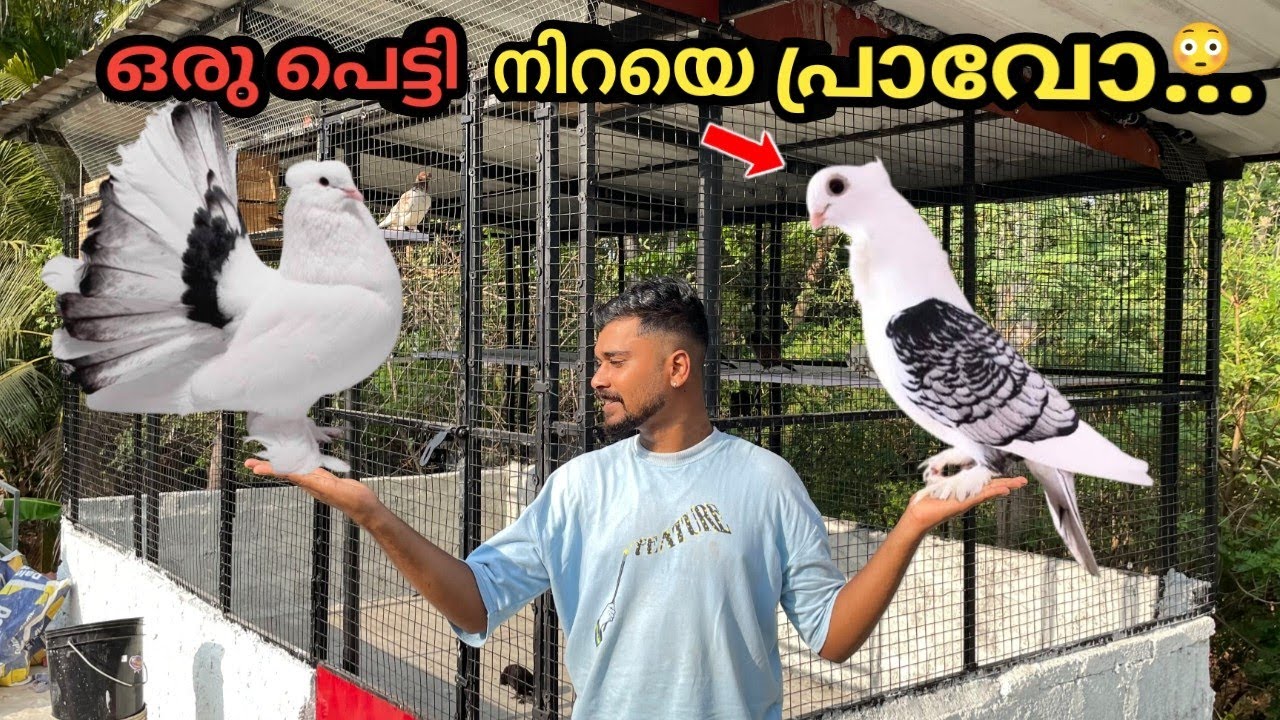 10000₹ വില വരുന്ന പ്രാവുകളെ ഫ്രീ ആയി കിട്ടി...😱😍 | new pigeons in cage | pigeon gift