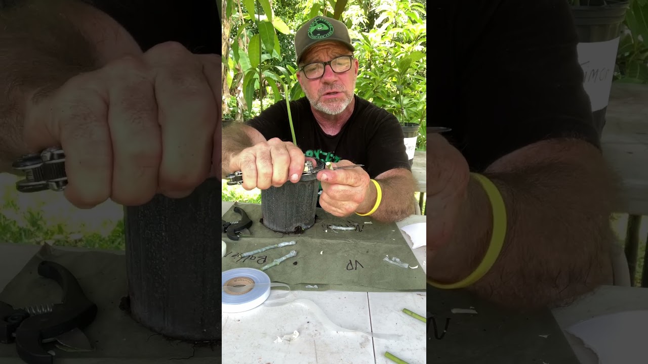 How to graft a mango tree #tropicalfruit #farmlife #mango #grafting