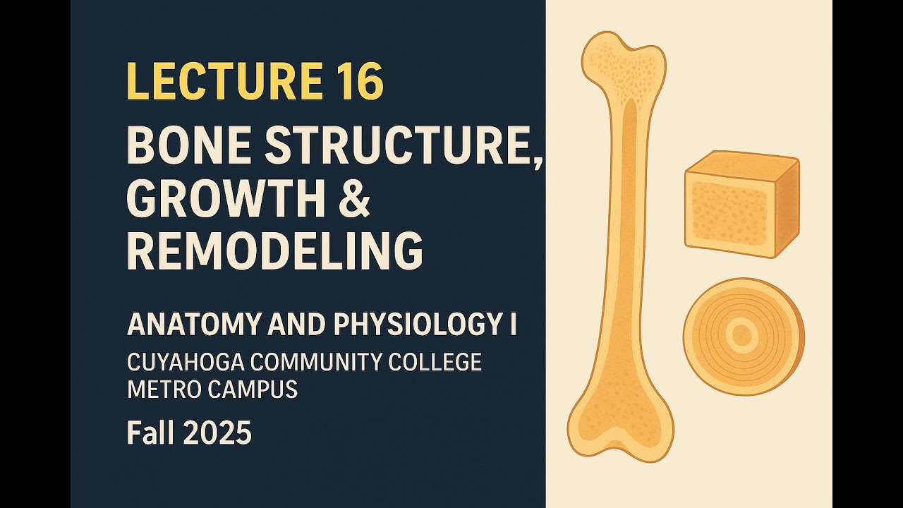 Lecture 16: Bone Structure, Growth & Remodeling | BIO 2331 Tri-C Anatomy & Physiology I