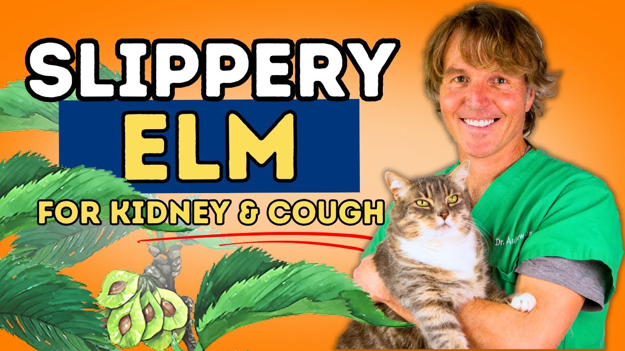 Slippery Elm for Cat Kidney Disease and Dog Coughing