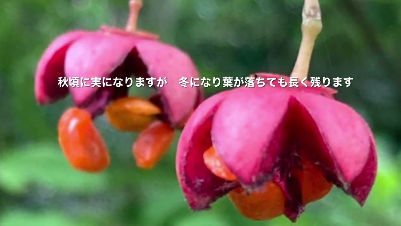 ツリバナ