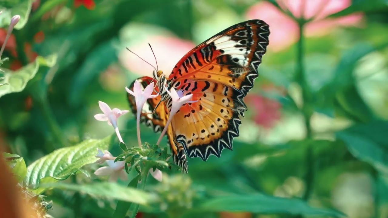 The Butterfly in Full Bloom/Cadlma #butterfly #insects #relaxingscenery #relaxing #relaxingvideo