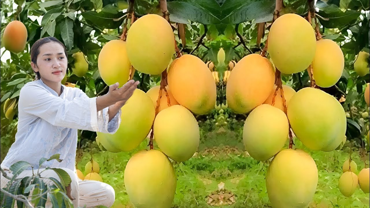 Mango Farm Life: Harvesting Techniques and Preserving Fresh Mangoes