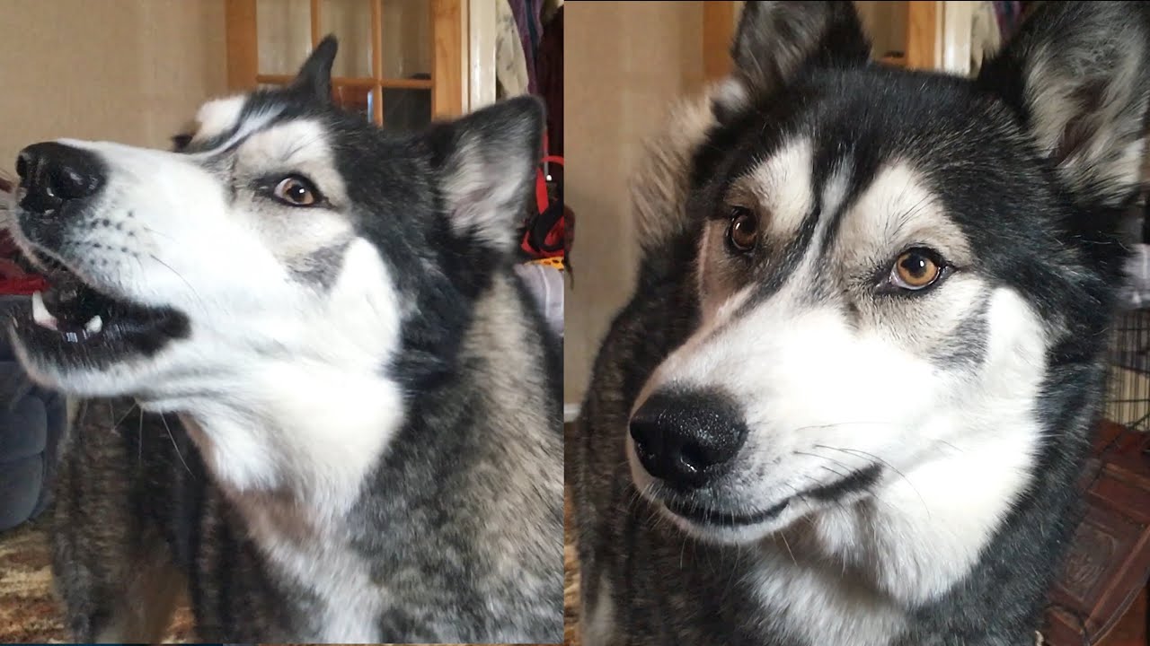 My Husky Puppy Criticises My Attempt To HOWL!