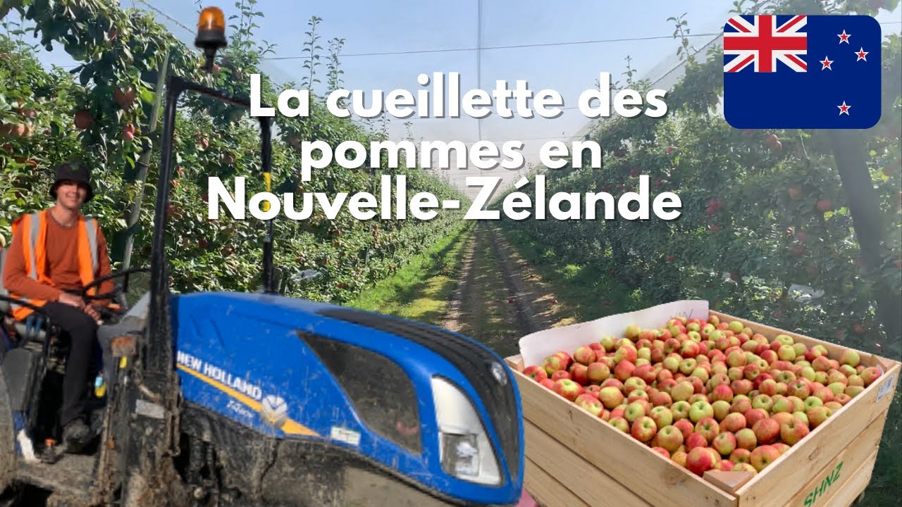 Travailler dans les vergers de pommes en Nouvelle-Zélande