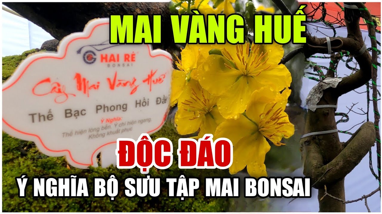 MAI VÀNG HUẾ - ĐỘC ĐÁO Ý NGHĨA BỘ SƯU TẬP MAI BONSAI #517