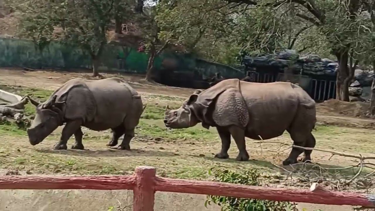 Jungle  Safari me family ke sath enjoy 🌟 part 2