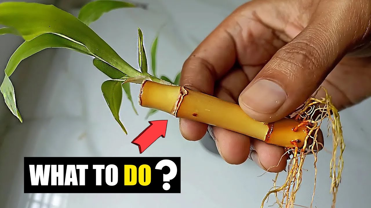 How to save lucky bamboo turning yellow ?