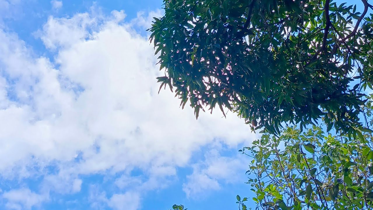 Sonido de aves , perros , gallos, bullicio ambiental de la tarde | Para acompañarte . Sin música