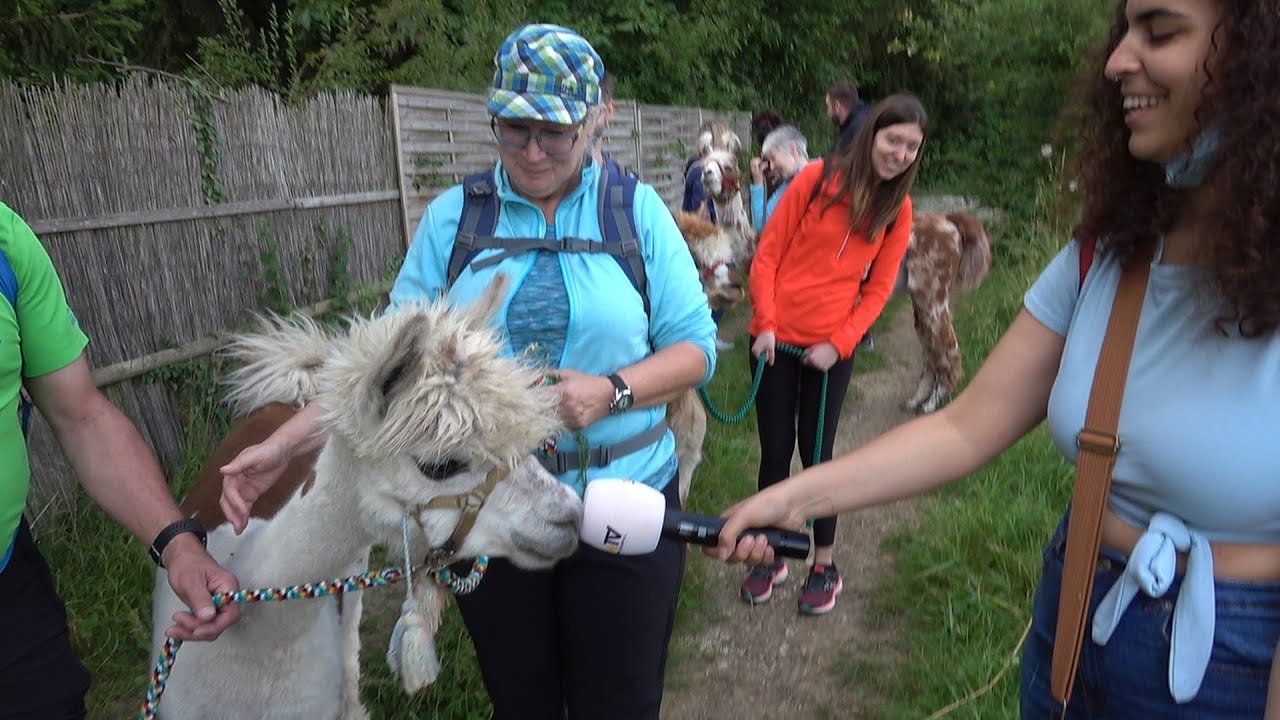 Lama und Alpaka Wanderung im Hunsrück