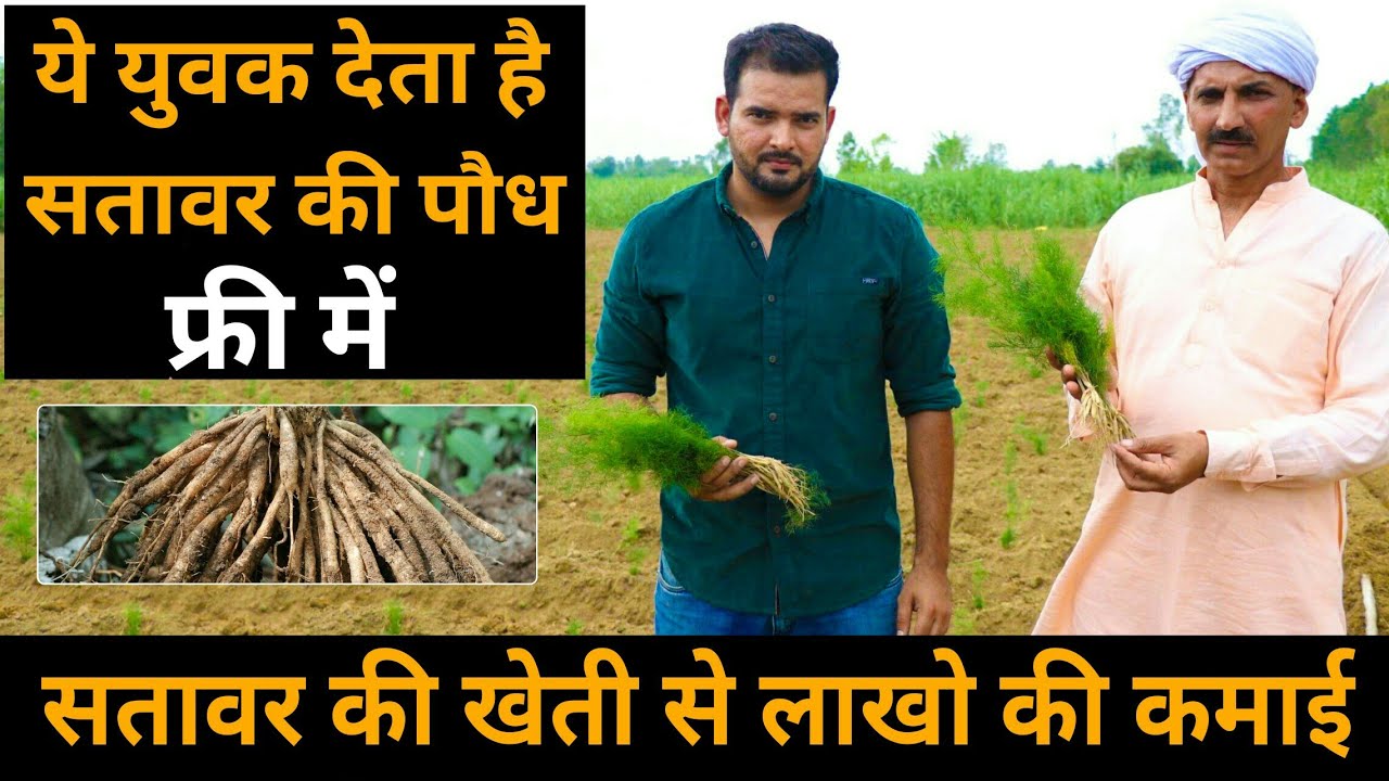 सतावर की खेती: एक एकड़ में लागत और मुनाफे की पूरी जानकारी || Satavar Cultivation In India