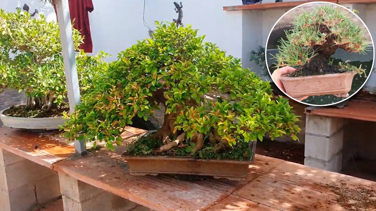 Un paseo por la Escuela de Bonsai Online - Viaje en el tiempo