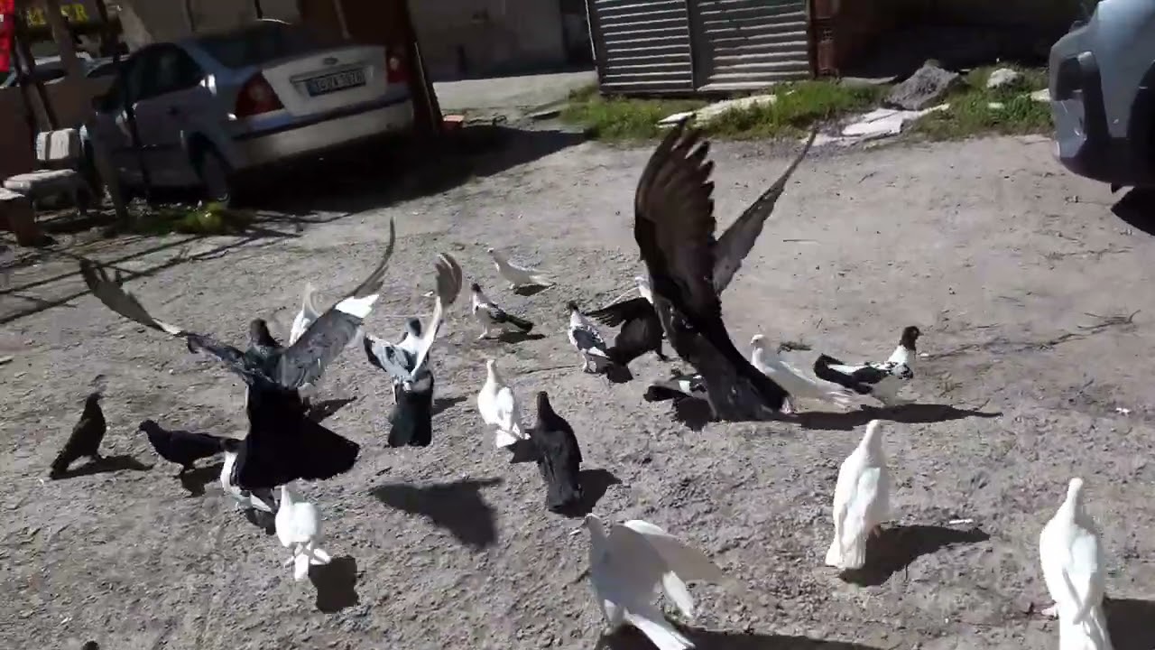 Amatör lükten kurtulamadım be ya