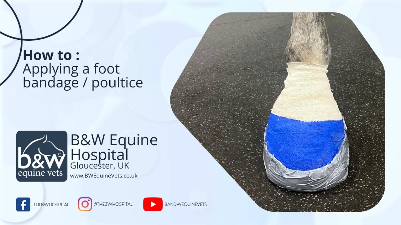 Applying a Foot Poultice / Bandage - B&W Equine Hospital