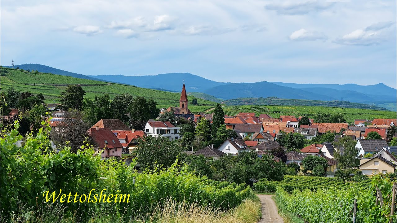 Rando vosgienne Charles, Wettolsheim-Hohlandsbourg- Kagueneck-Eguisheim un des plus beaux villages