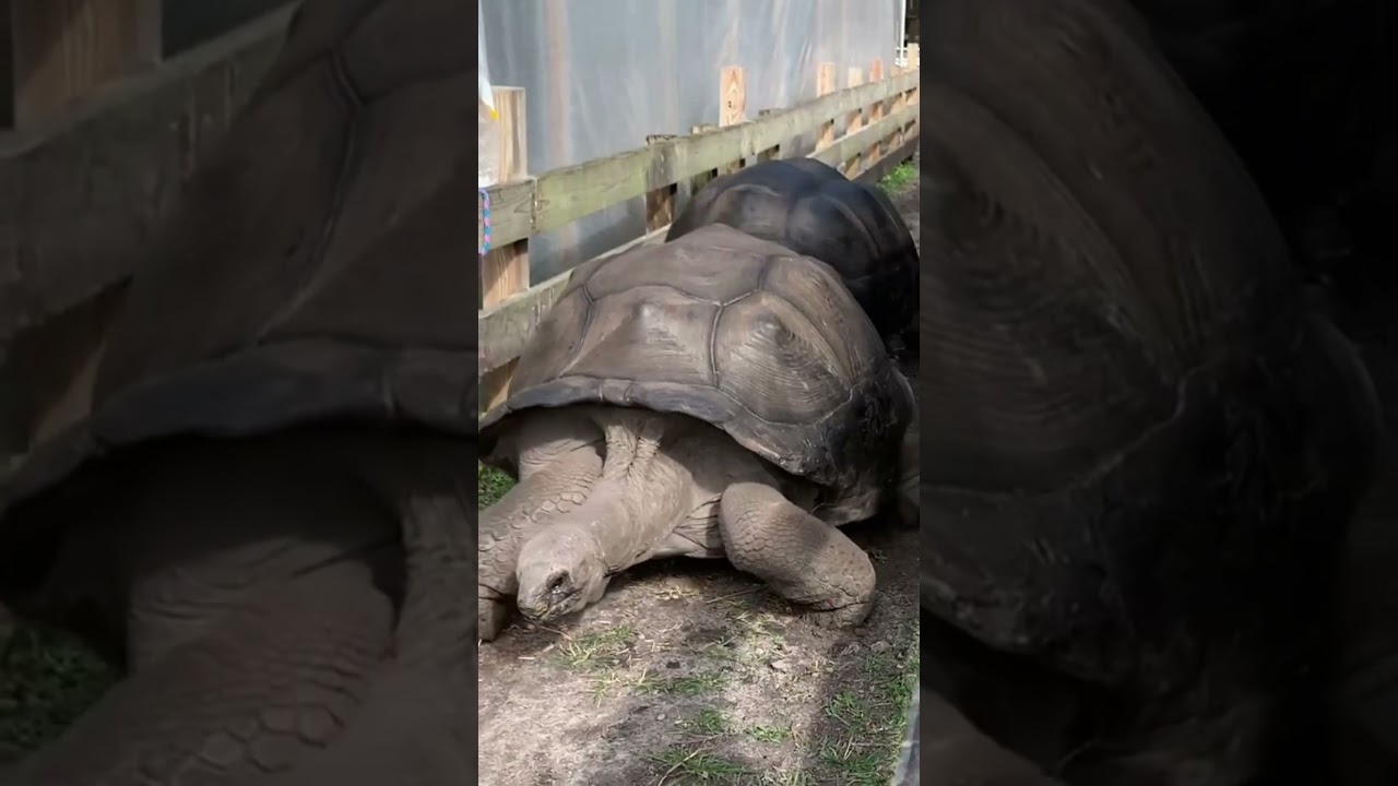 Our Giant Tortoises at the Farm