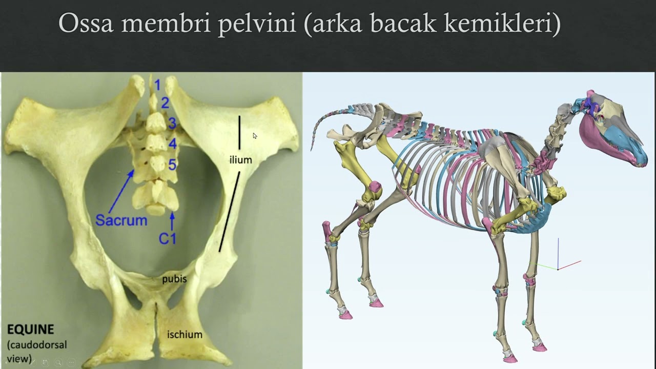 OSSA MEMBRİ PELVİNİ- OS COXAE (KALÇA KEMİĞİ)