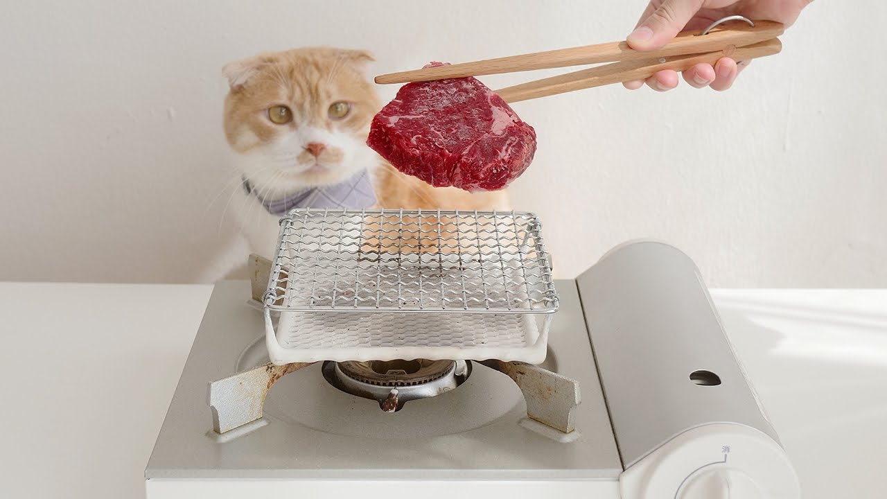 고양이 식당 오픈했습니다!