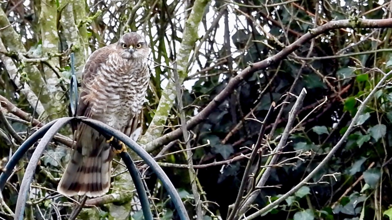 Wild Garden Female Sparrowhawk