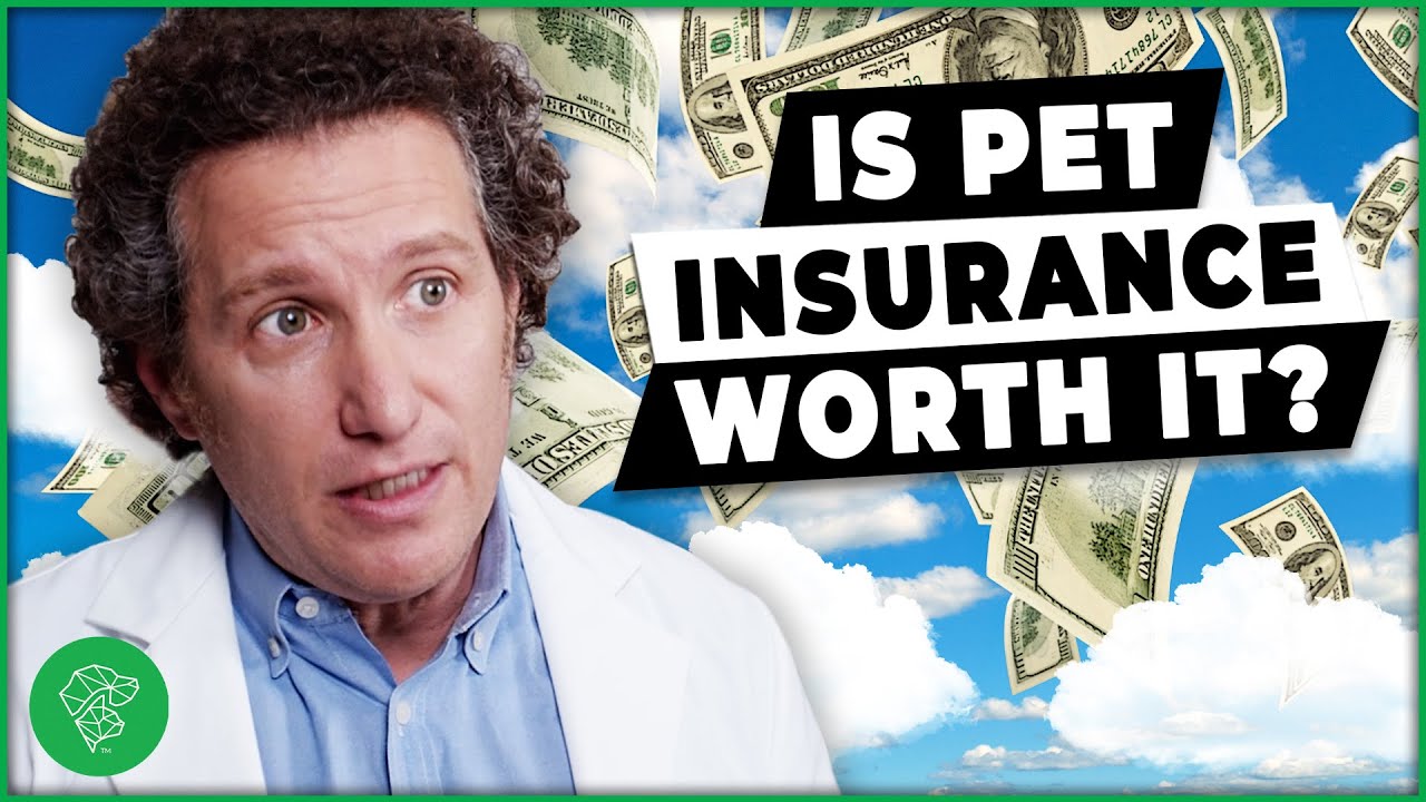 Is Pet Insurance Worth It? Advice From A Veterinarian